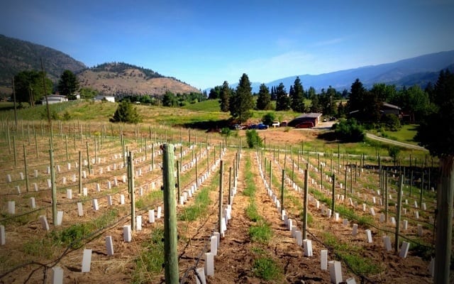 Planting Day at Anderson Vineyard