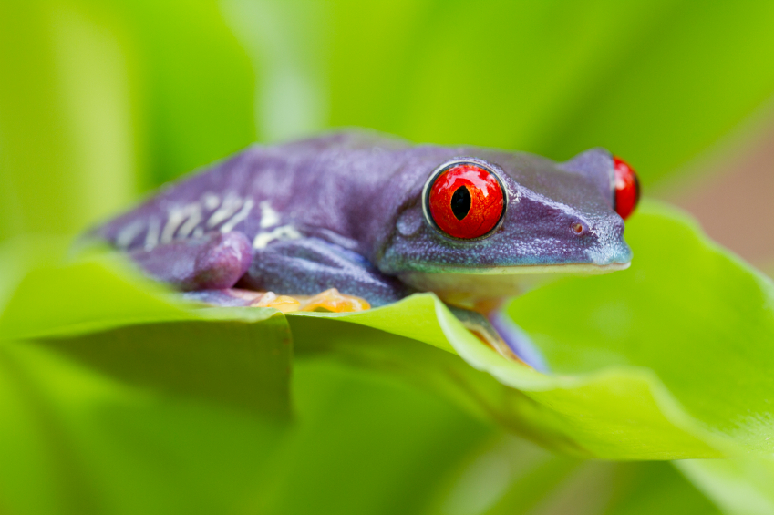Avoid the big purple frogs