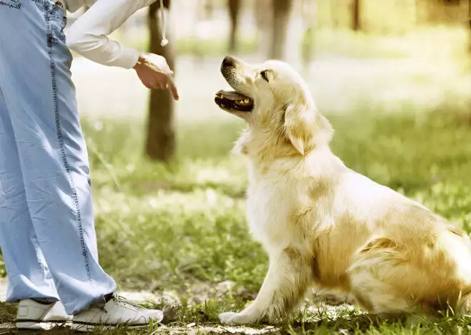 Top 10 Training Techniques to Improve Dog Behavior